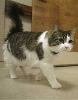 gato_muerte Óscar, dos años, nacido en Rhode Island (U.S.A.).