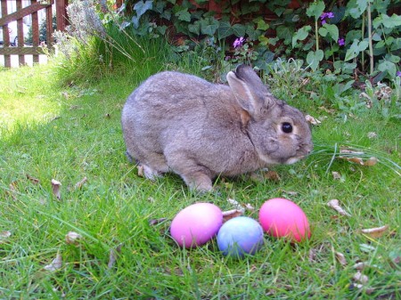 conejo de pascua