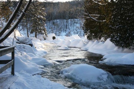 polar bears club river