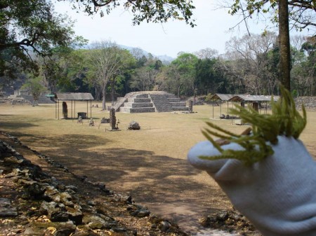 plaza principal copán