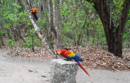 loros en copán