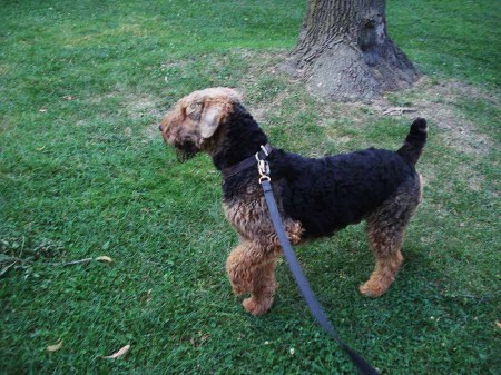 airdale terrier caza