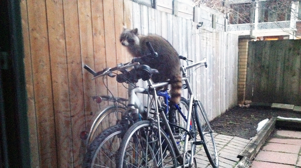 mapache bici