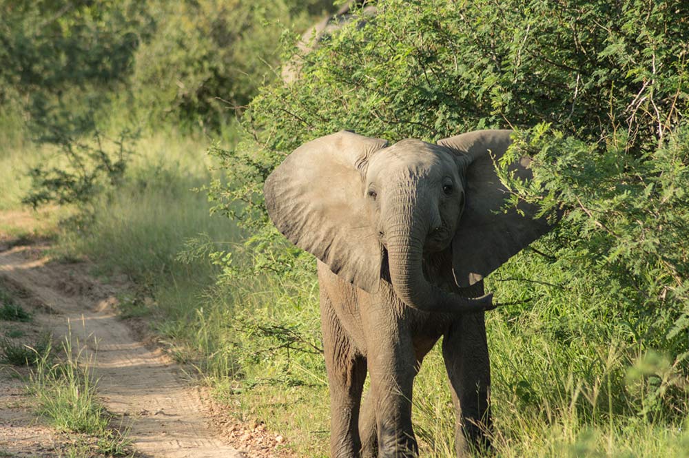 safari-kruger-elefantes