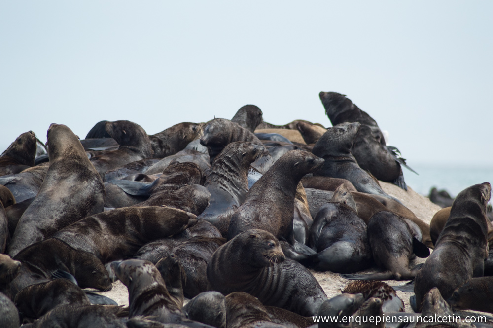 isla focas hout bay