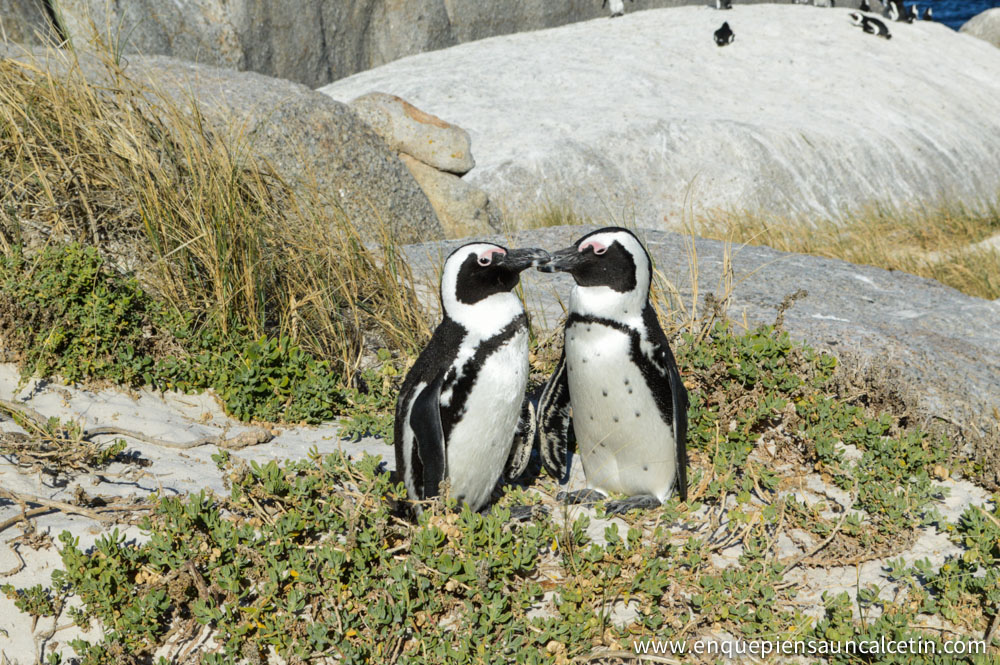 beso pingüinos