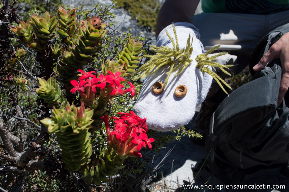 flor table mountain