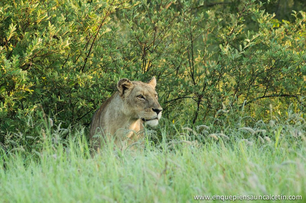 leona safari kruger