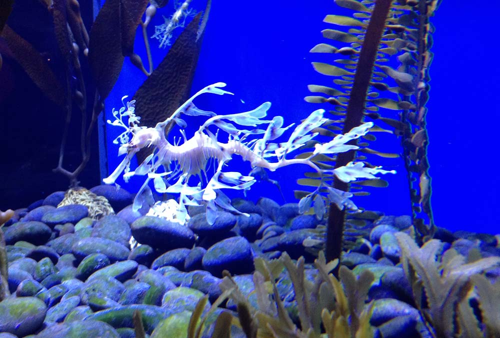 dragón de mar