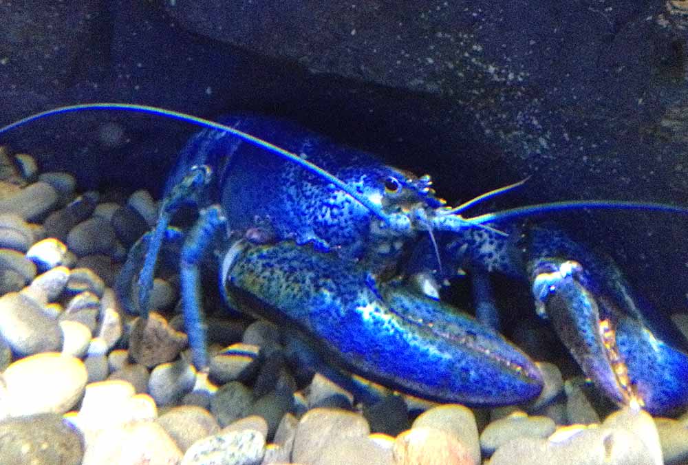 langosta azul