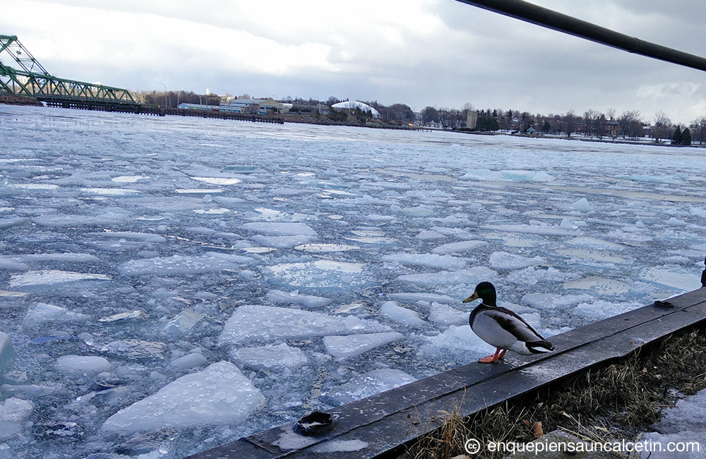 Pato mirando al hielo